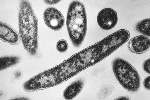 Legionnaires’ Disease Outbreak Spreads in Linz, Austria, Leaving 3 Dead